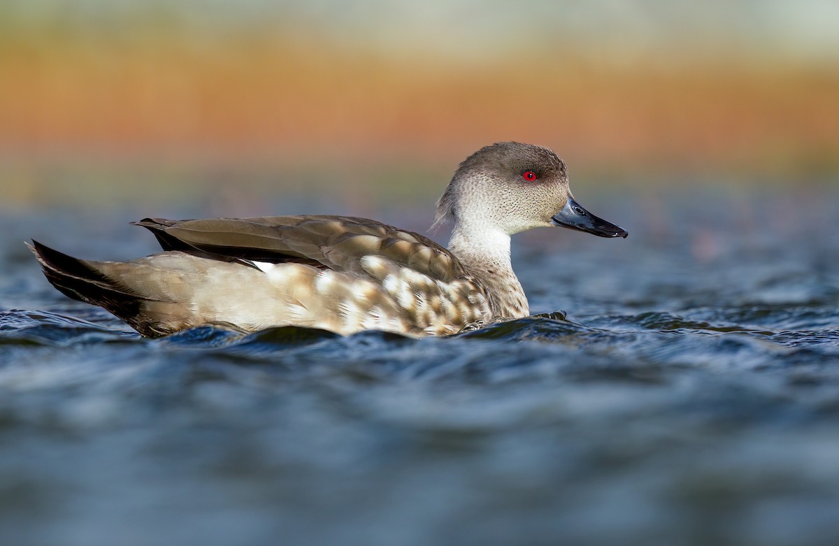 Crested Duck - ML469246961