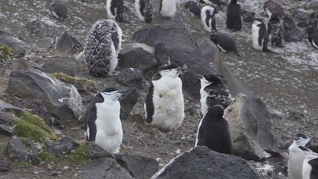 Пінгвін антарктичний - ML469247701