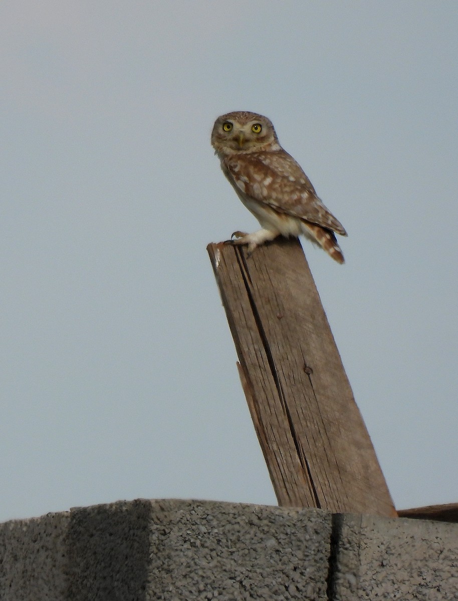 Little Owl (Hutton's) - ML469247871