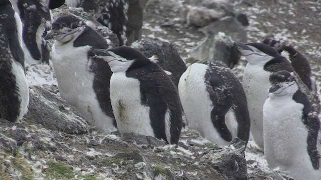 Pingüino Barbijo - ML469248591
