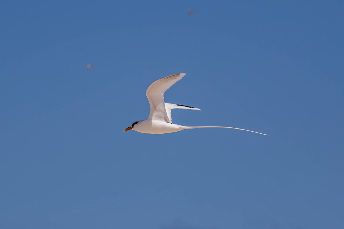White-tailed Tropicbird - ML469249101