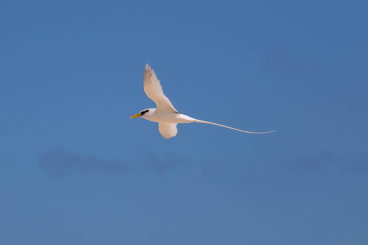 White-tailed Tropicbird - Vince Bugeja