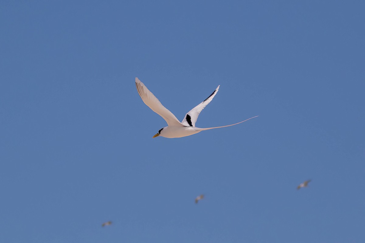 White-tailed Tropicbird - ML469249121