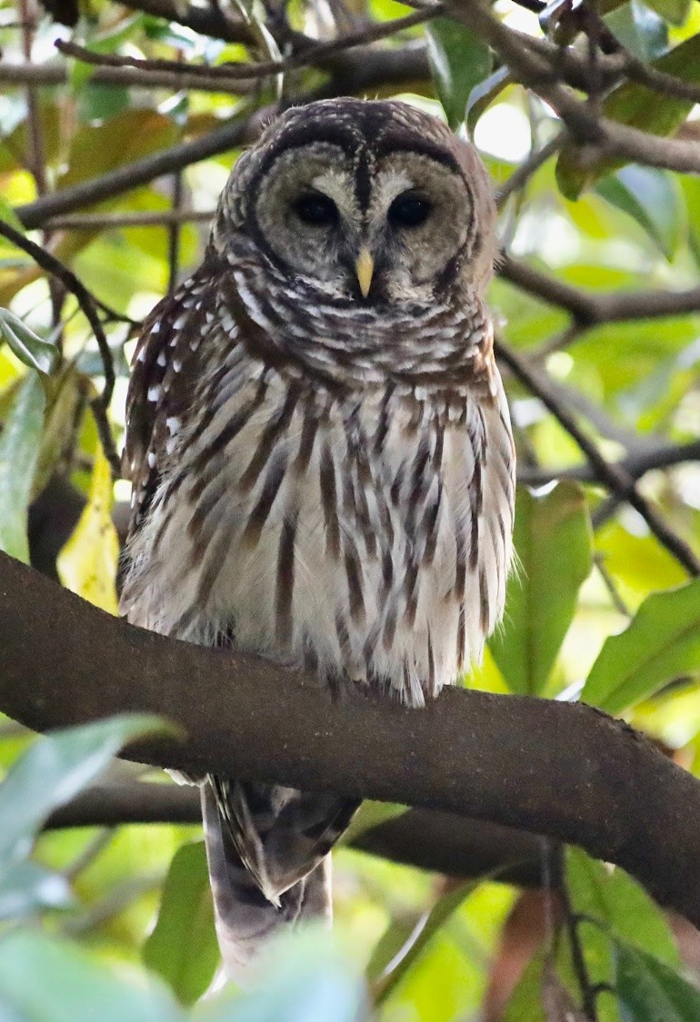 Barred Owl - ML469249911