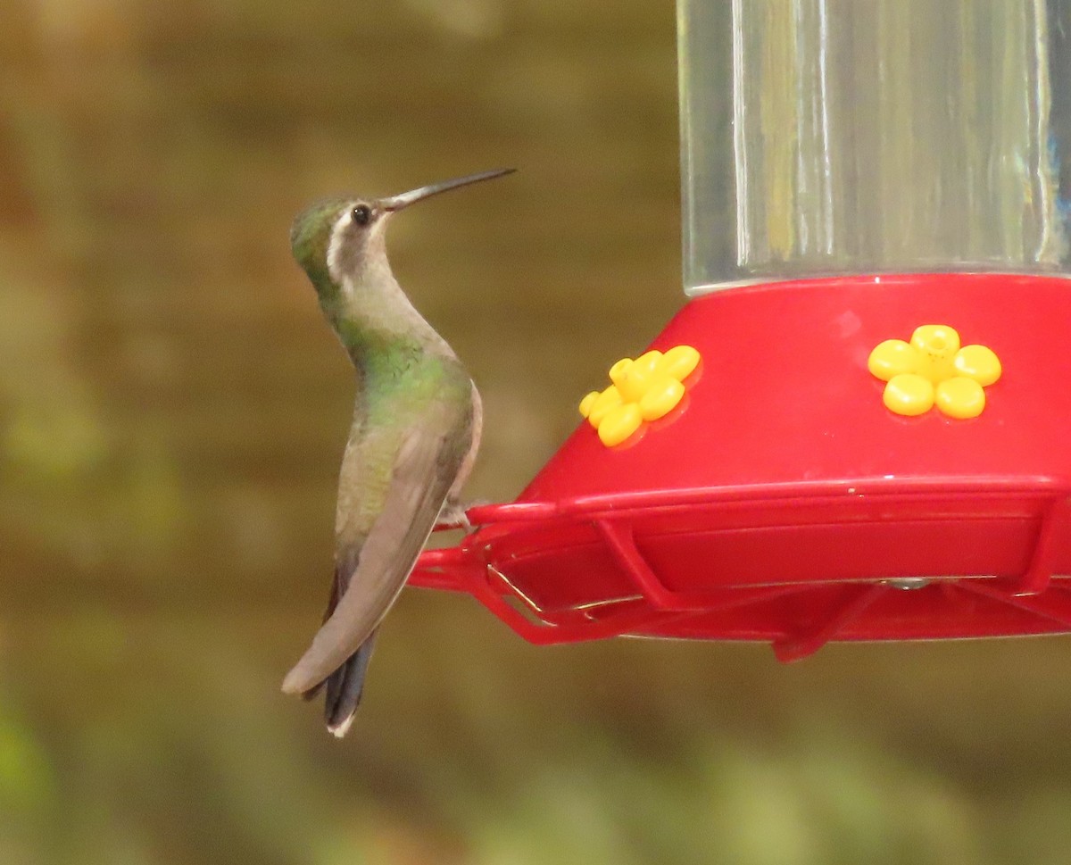 Ebird Checklist 22 Jul 2022 Mt Lemmon Palisades Visitor Center