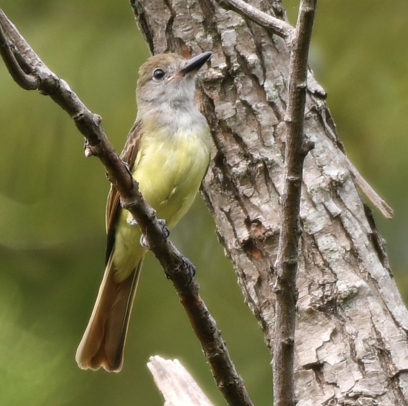 Great Crested Flycatcher - ML469254341