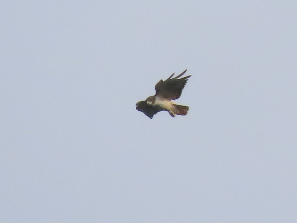 Red-tailed Hawk (kemsiesi/hadropus) - ML469255431
