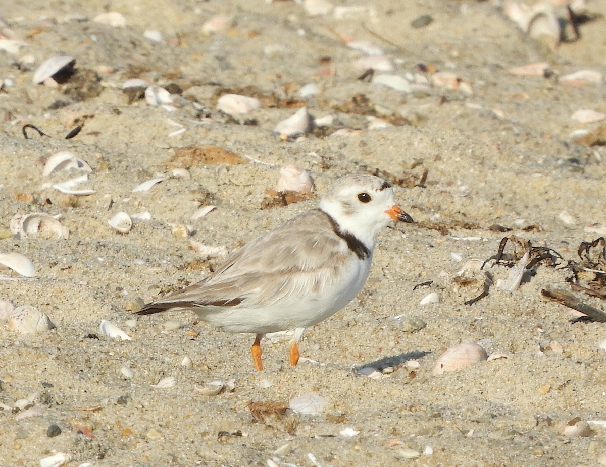 Piping Plover - ML469262541