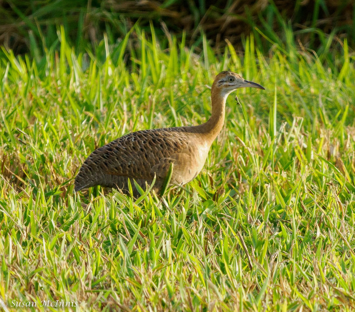 Red-winged Tinamou - ML469267801