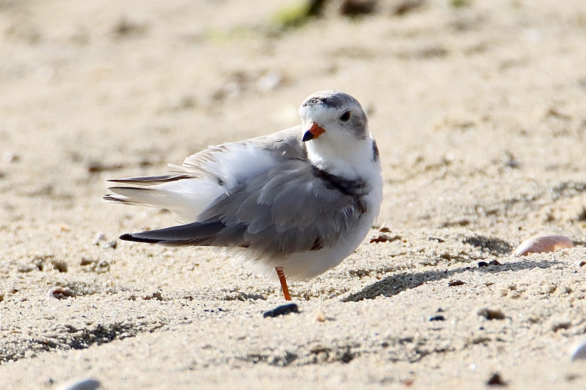 Piping Plover - ML469274331