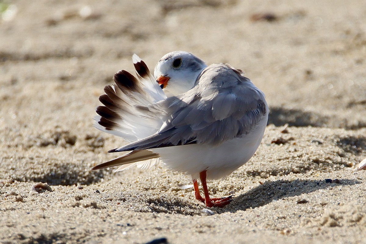 Piping Plover - ML469274341
