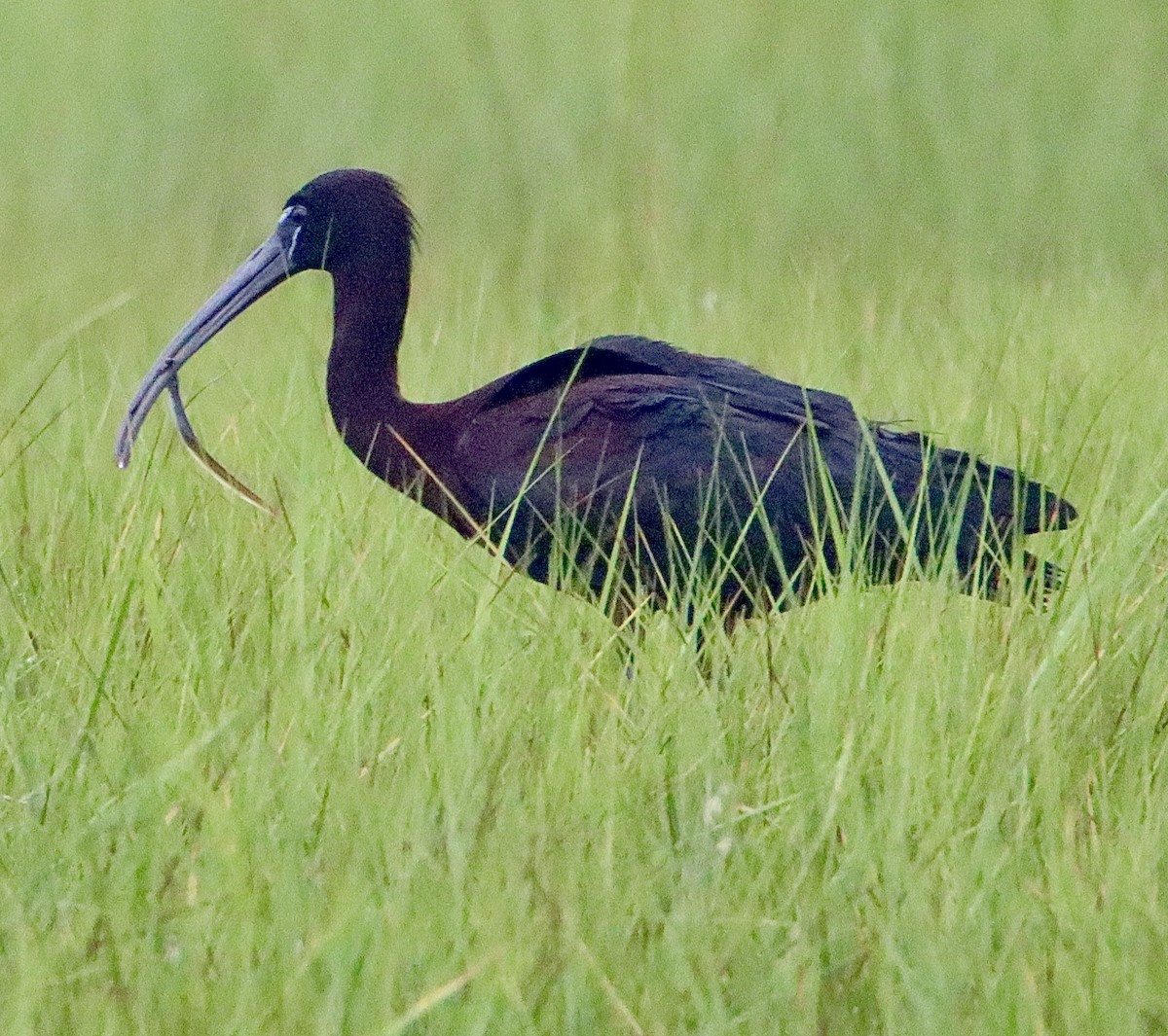 ibis hnědý - ML469278031
