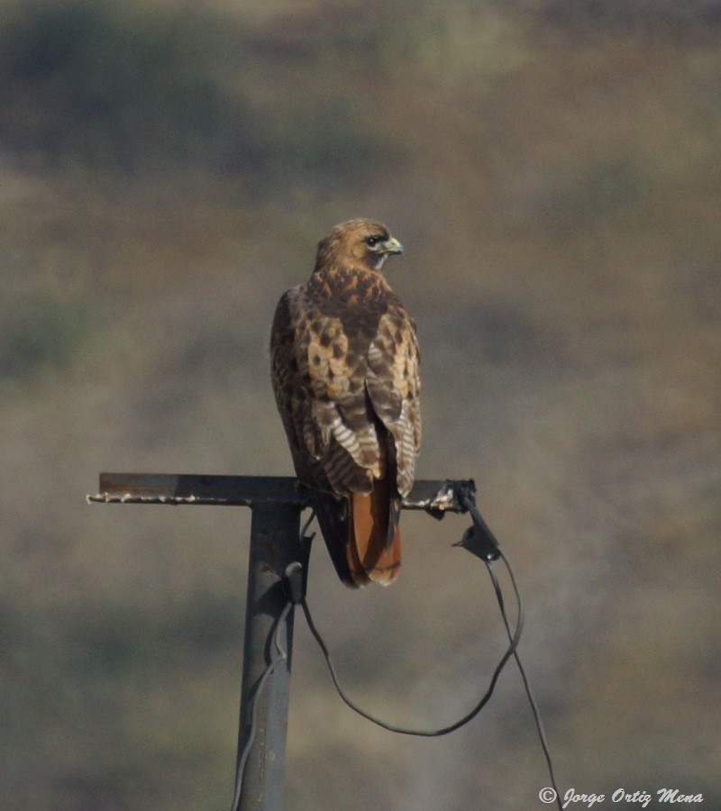 Red-tailed Hawk - ML46927871