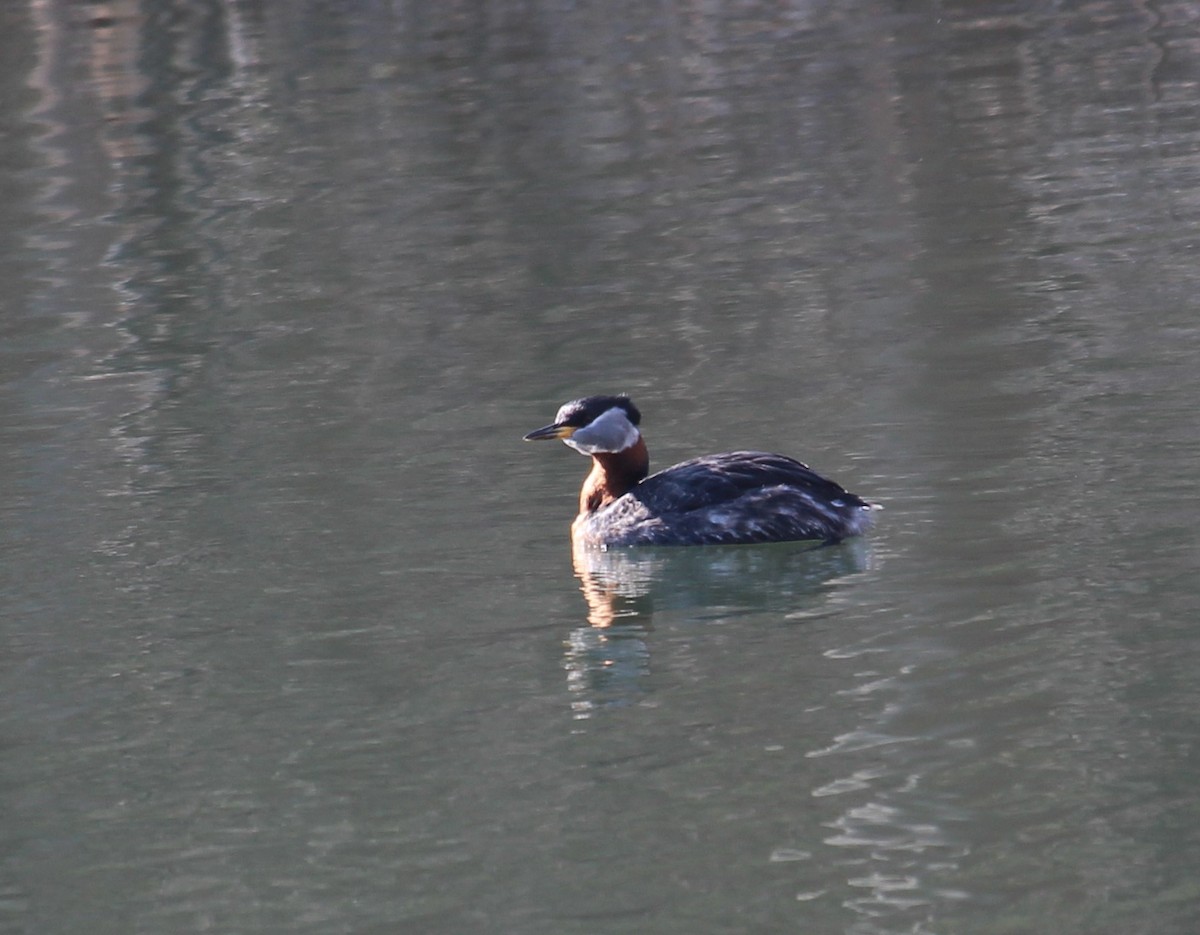 Red-necked Grebe - ML469279321
