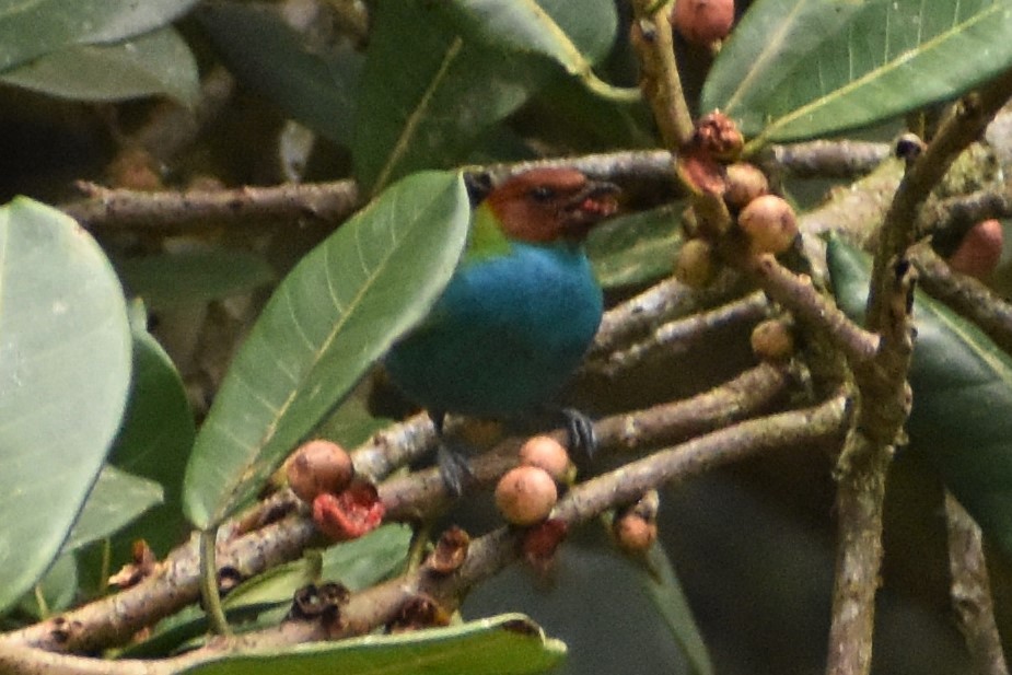 Bay-headed Tanager - ML469280251