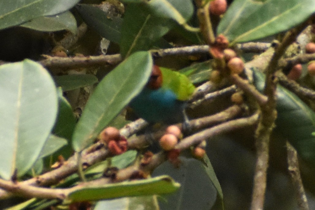 Bay-headed Tanager - ML469280271