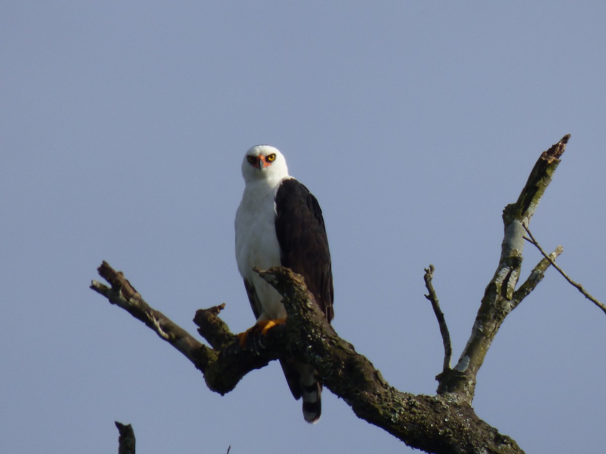 Black-and-white Hawk-Eagle - PAULA ARNAIZ