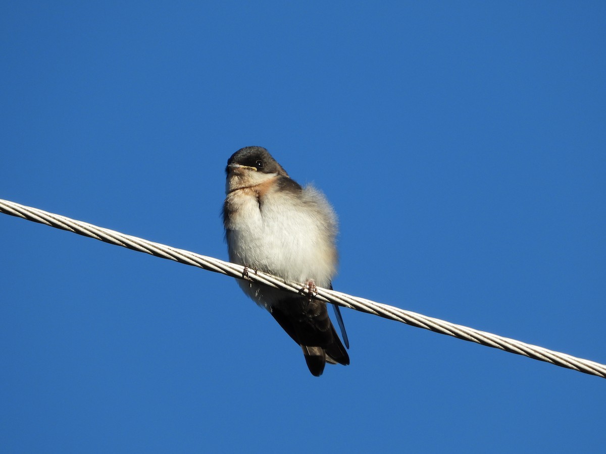 Pale-footed Swallow - ML469281311