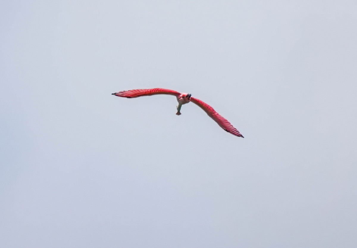 ML469283871 Roseate Spoonbill Macaulay Library   1200