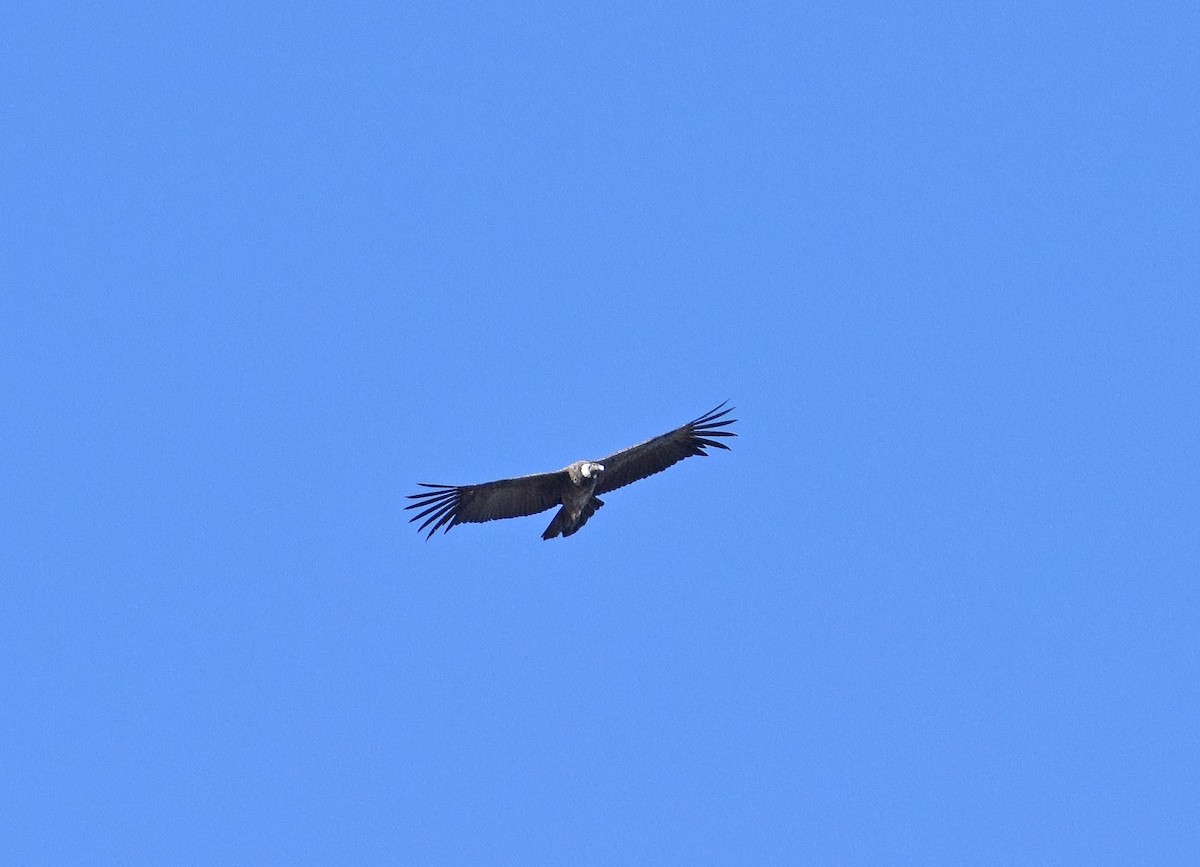 Andean Condor - ML469286021
