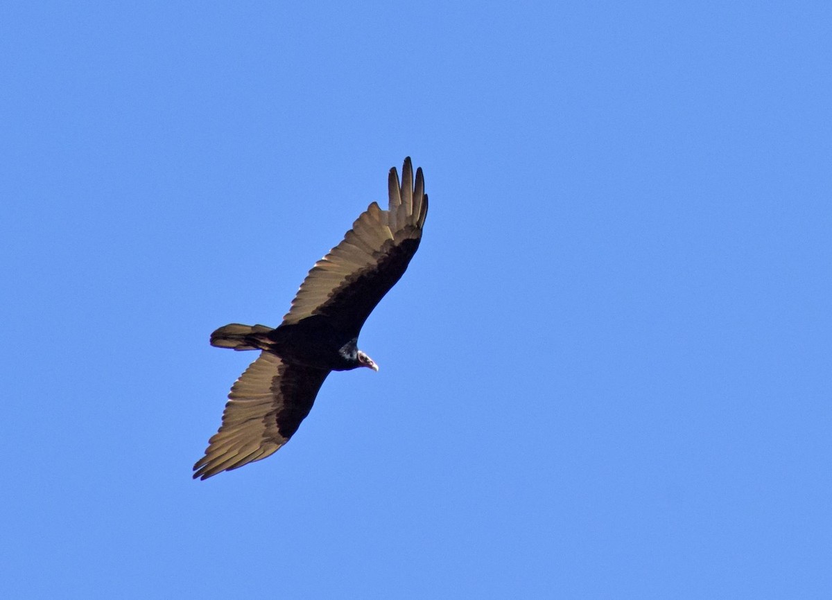 Turkey Vulture - ML469286511
