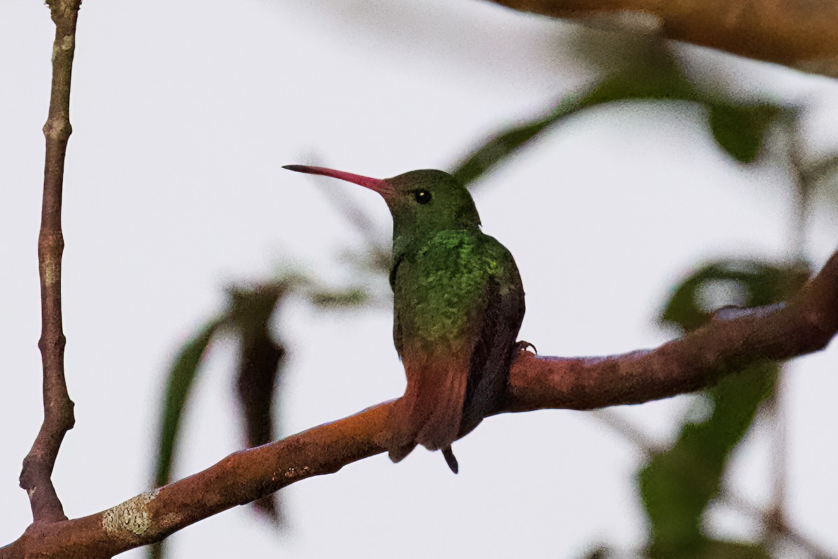 Rufous-tailed Hummingbird - ML469287231