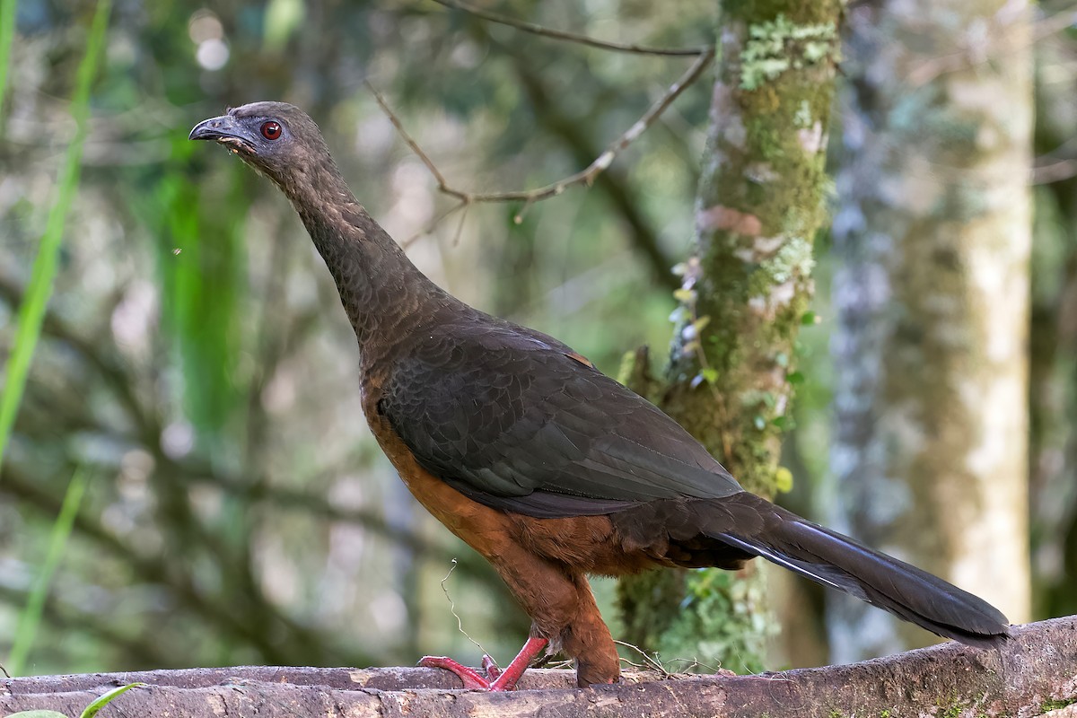 Sickle-winged Guan - Stan Lilley