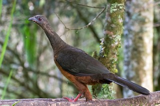Sickle-winged Guan, ML469288041