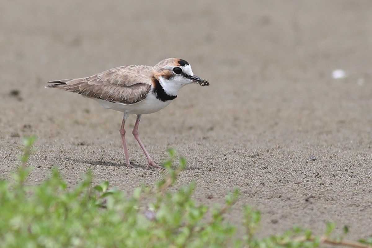 Collared Plover - ML46928831