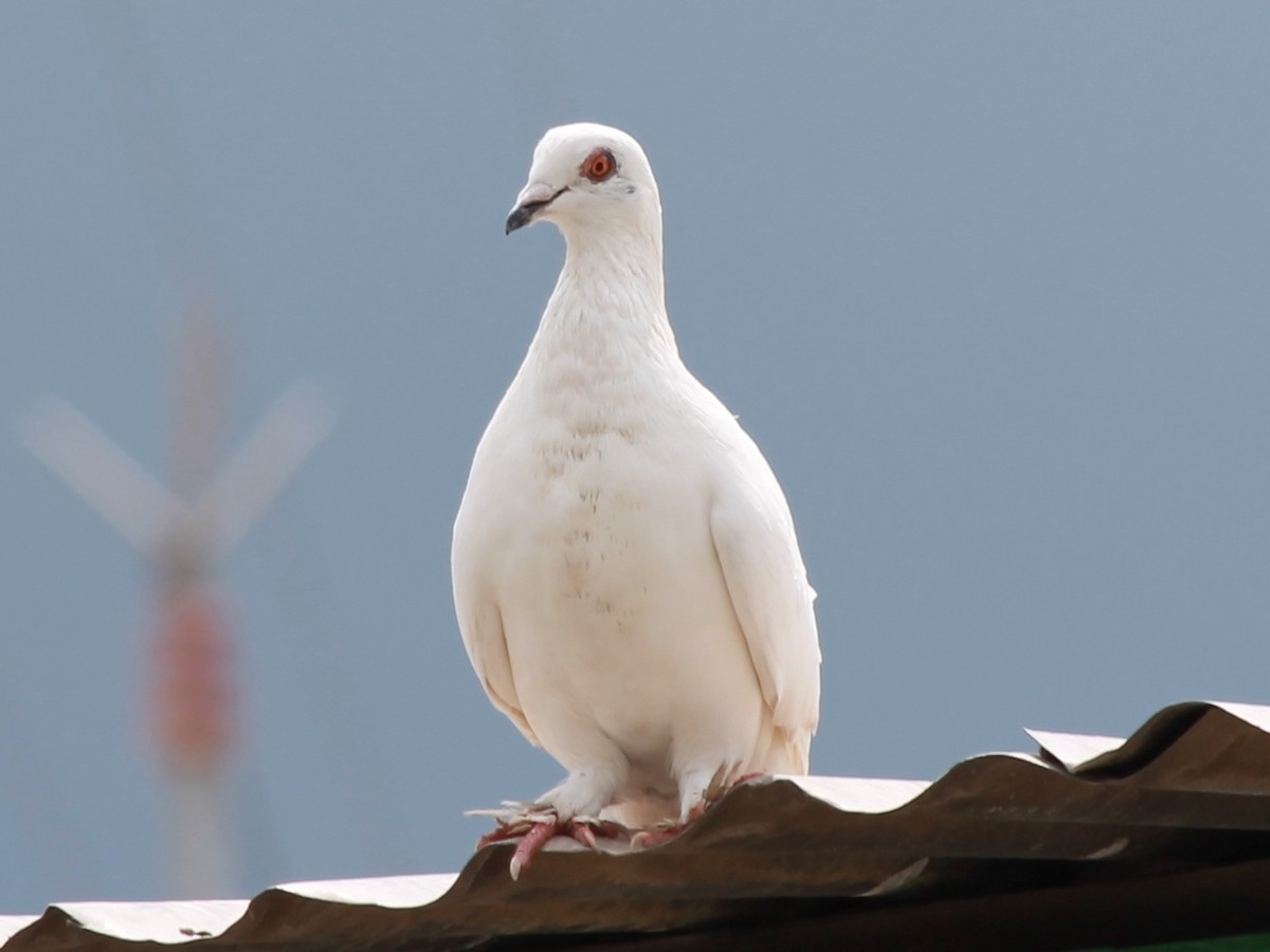 Rock Pigeon (Feral Pigeon) - Rutger Koperdraad