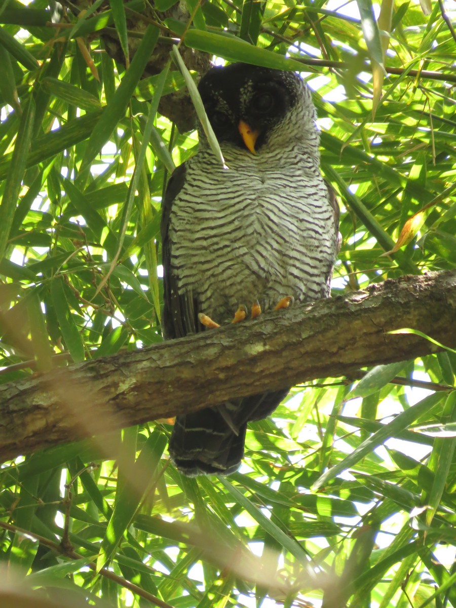 Black-and-white Owl - Johnnier Arango 🇨🇴 theandeanbirder.com