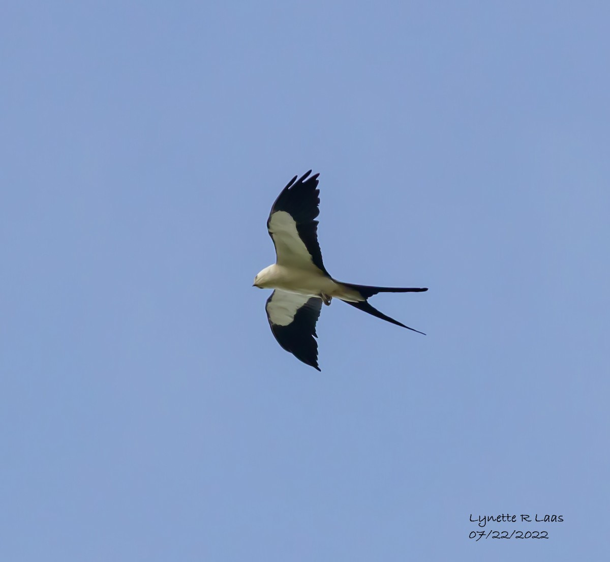 Swallow-tailed Kite - ML469307131
