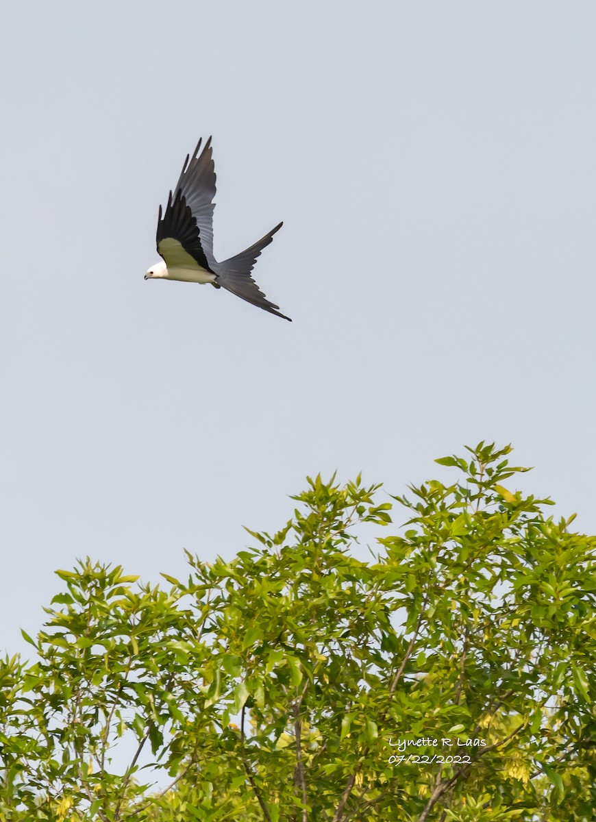 Swallow-tailed Kite - ML469307931