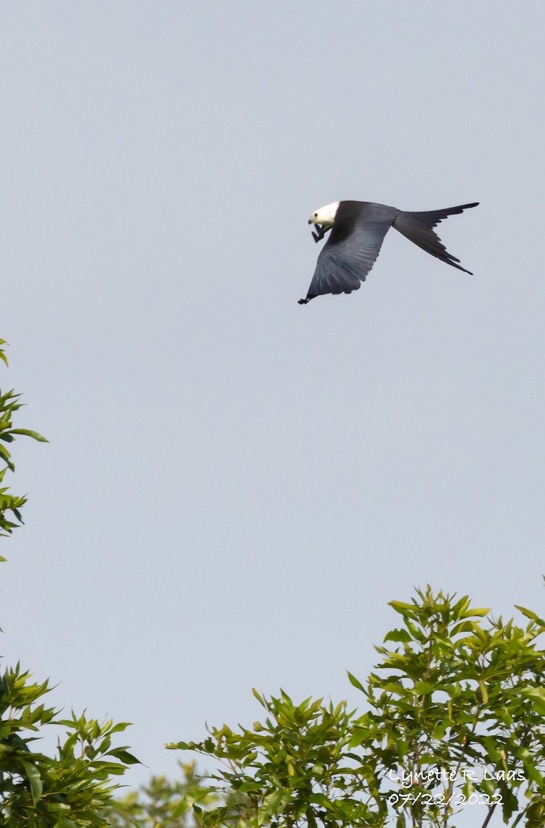 Swallow-tailed Kite - ML469308461