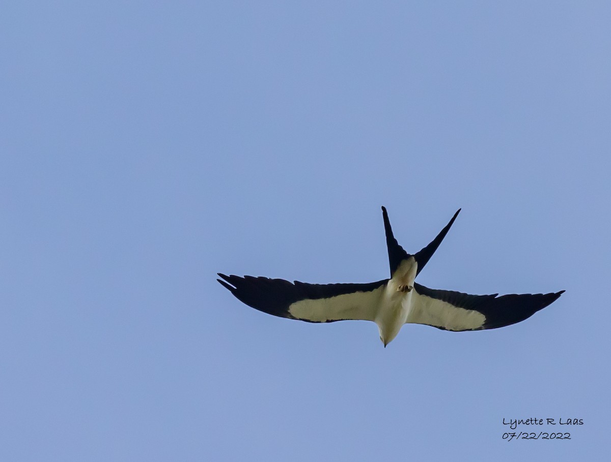 Swallow-tailed Kite - ML469308481