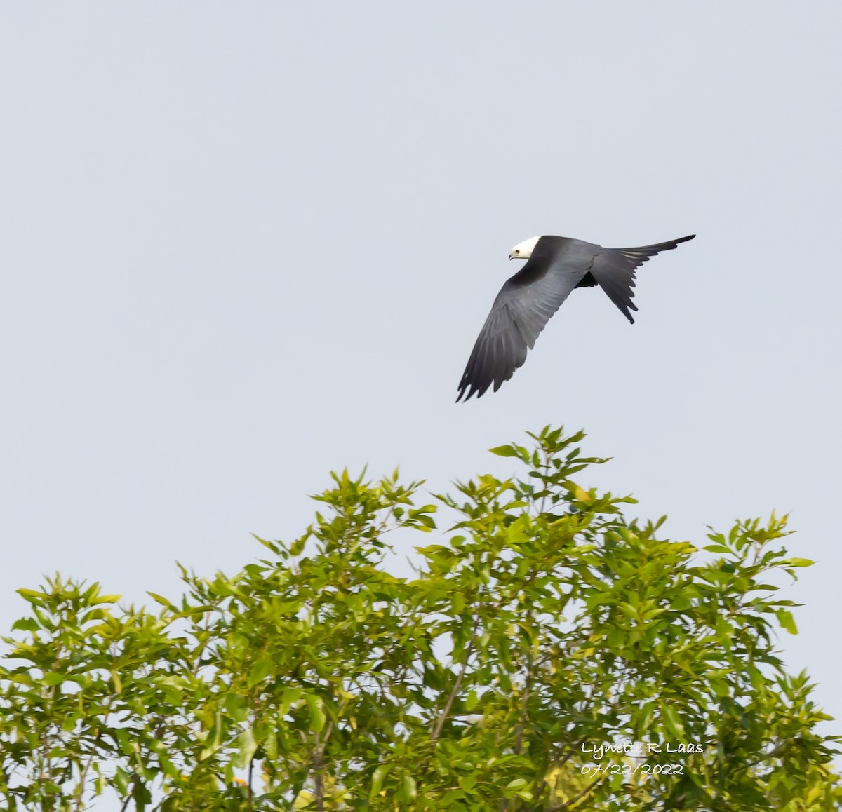 Swallow-tailed Kite - ML469308621