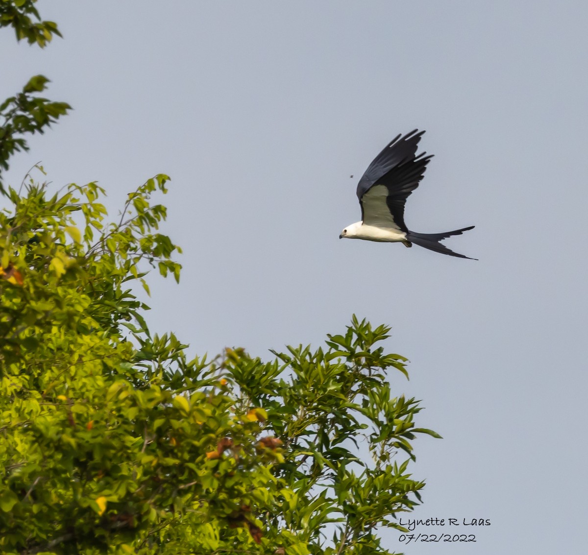 Swallow-tailed Kite - ML469308971