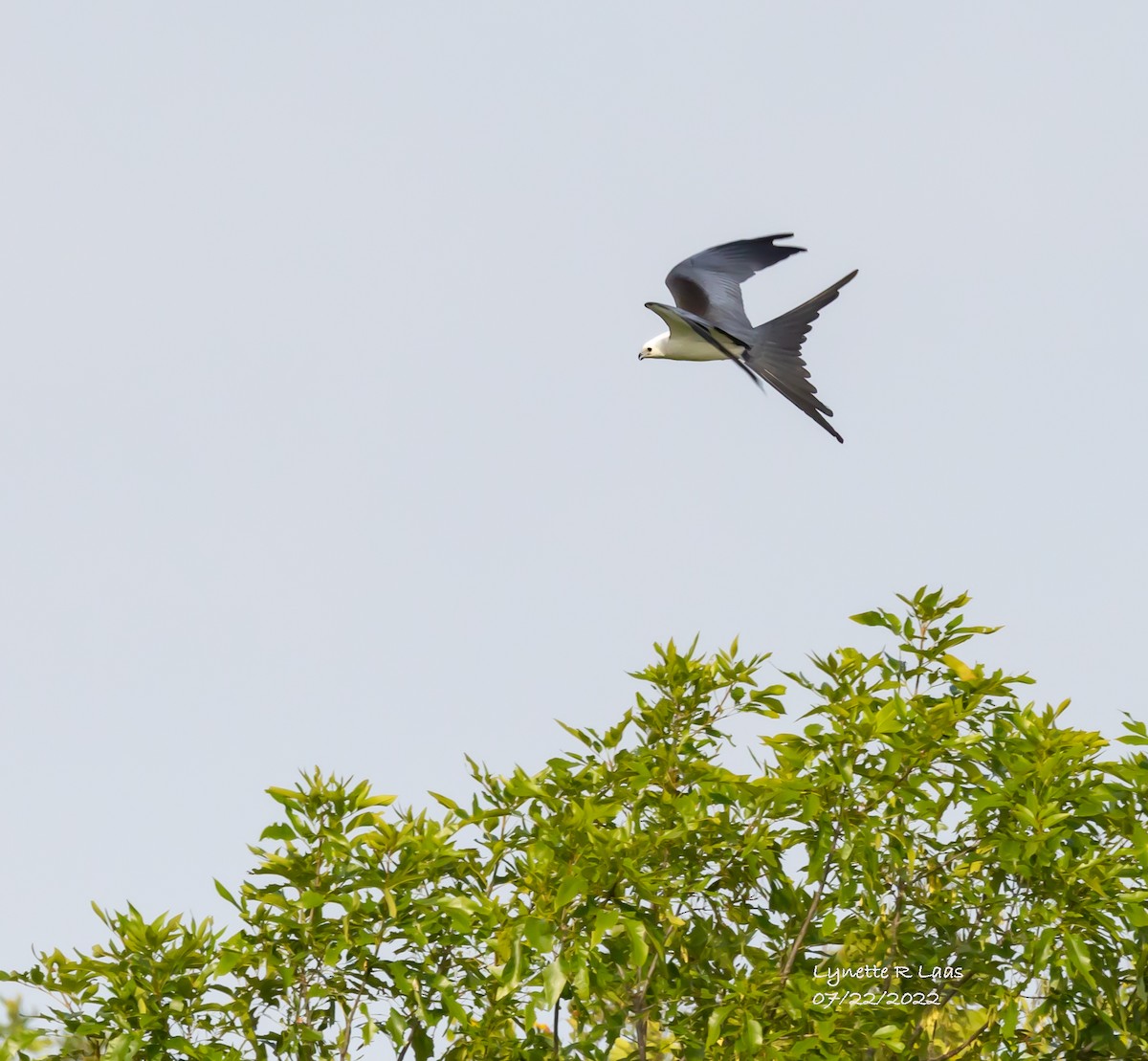 Swallow-tailed Kite - ML469309021