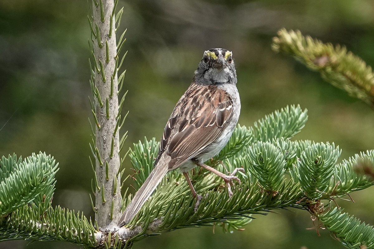 White-throated Sparrow - ML469309171