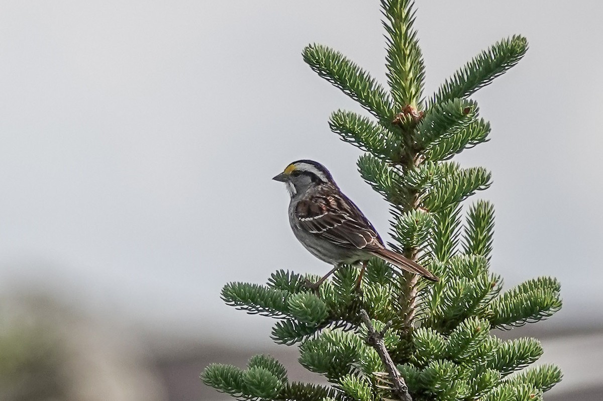 White-throated Sparrow - ML469309181