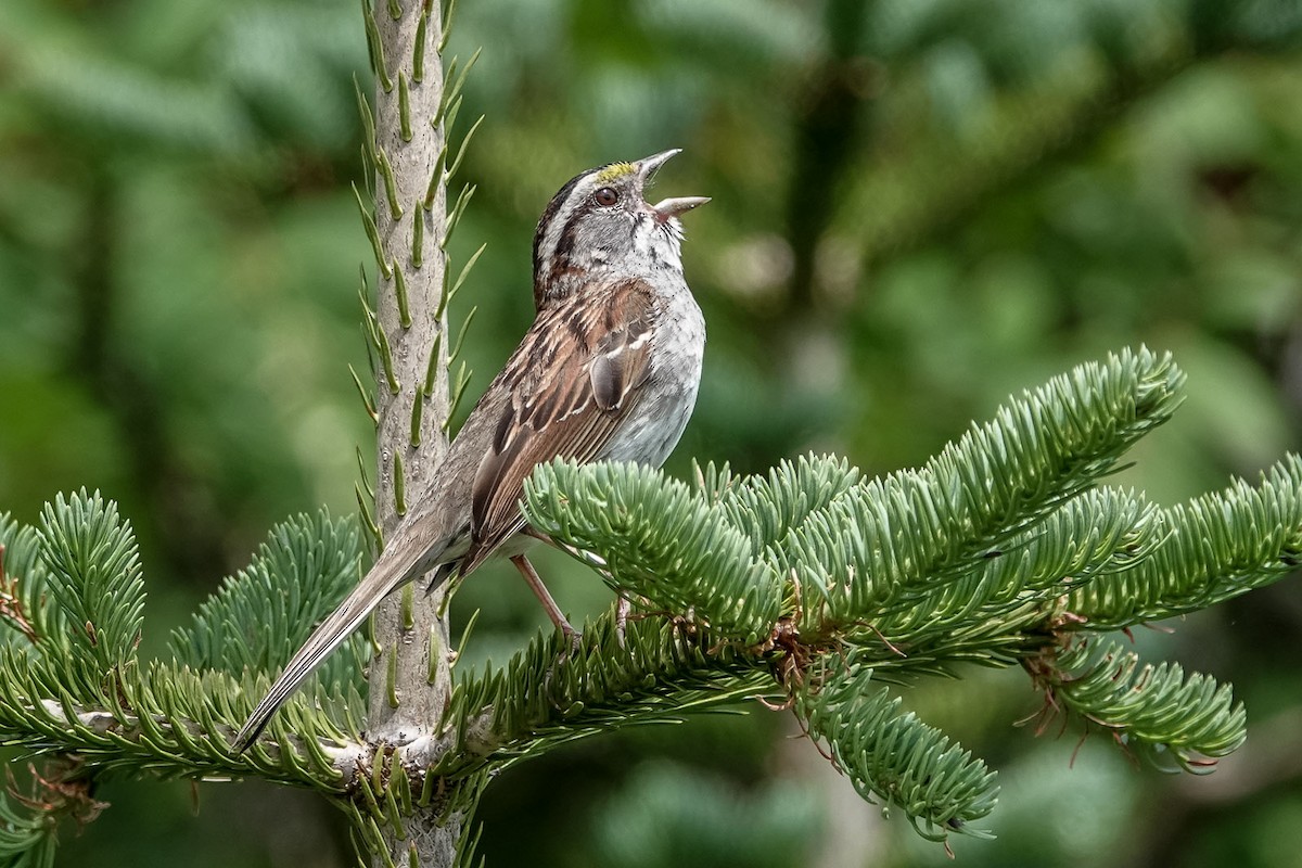 White-throated Sparrow - ML469309191