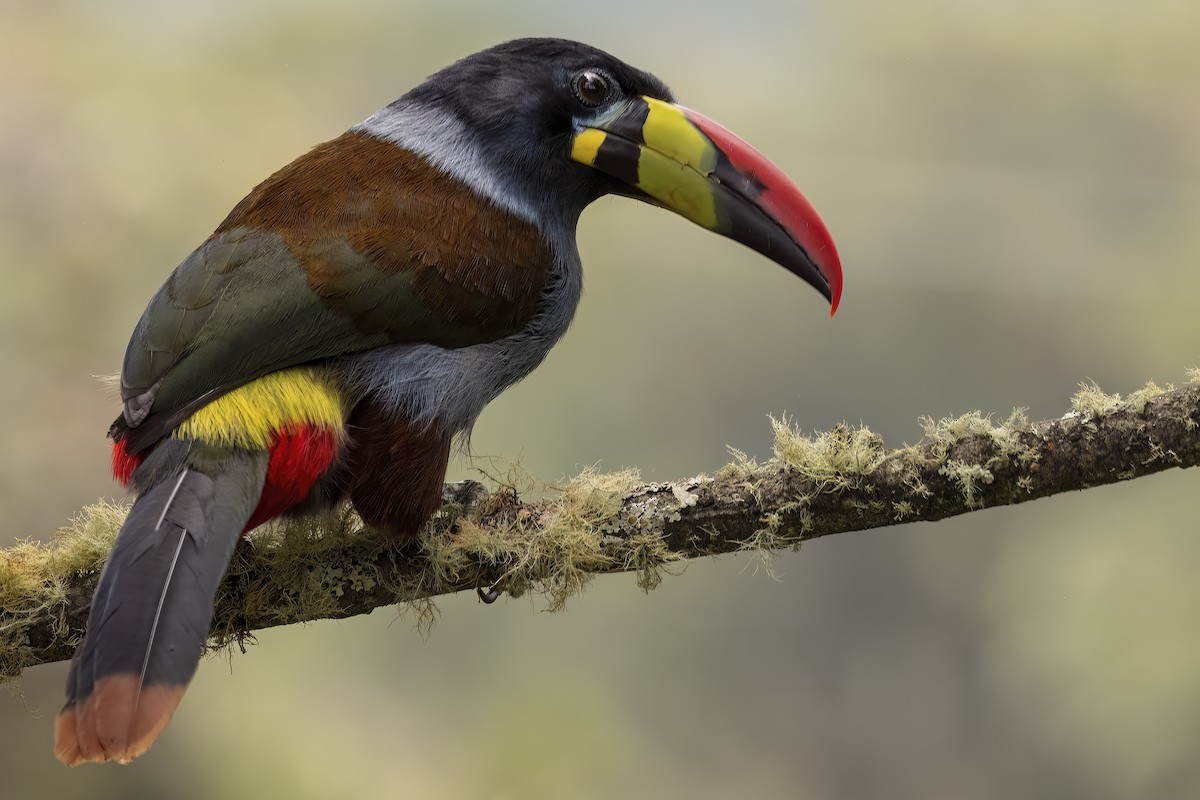 Gray-breasted Mountain-Toucan - Scott Young