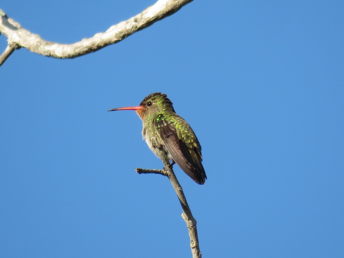 Gilded Hummingbird - Troy Corman