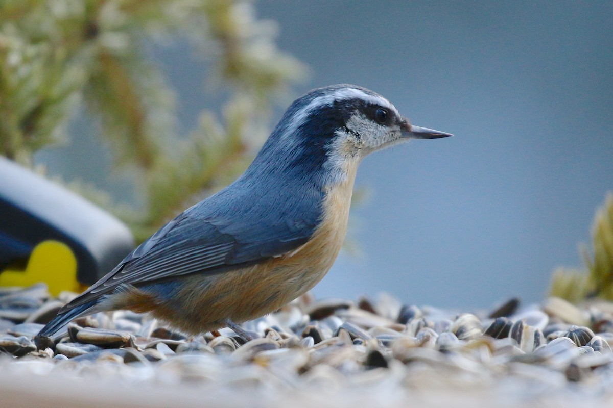 Red-breasted Nuthatch - ML46931641