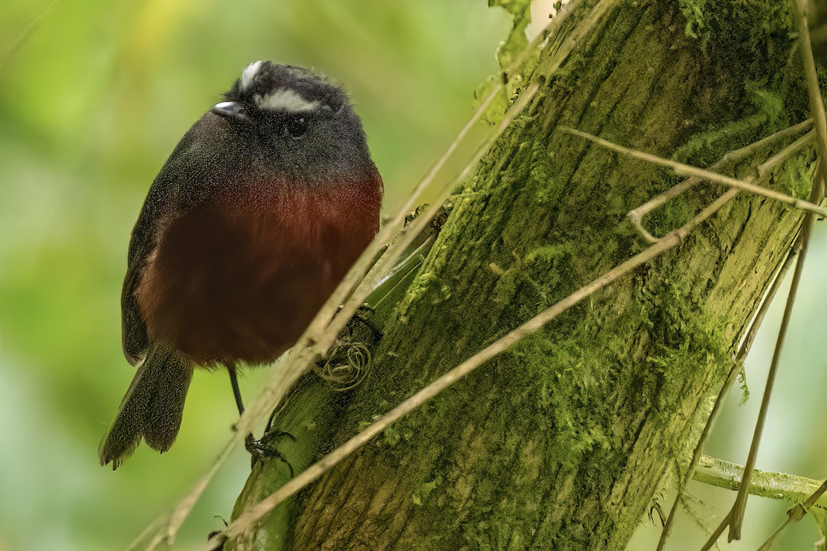 Chestnut-bellied Chat-Tyrant - Scott Young