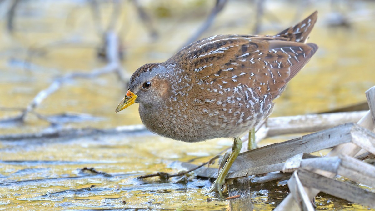 Spotted Crake - ML469329061