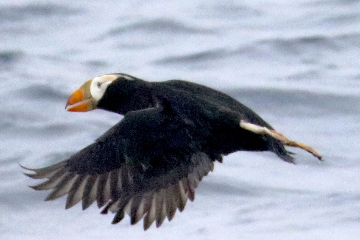 Tufted Puffin - ML469329201