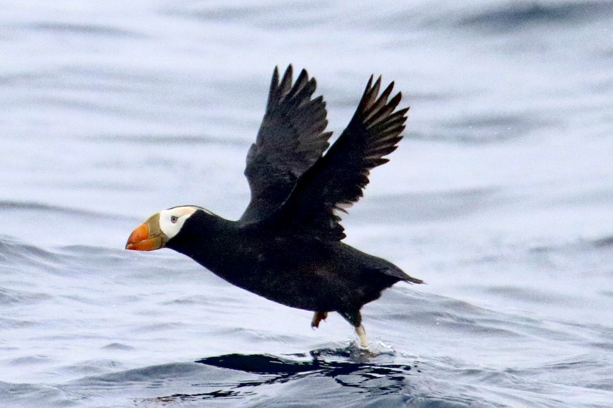Tufted Puffin - ML469329211
