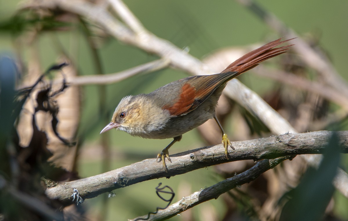 Creamy-crested Spinetail - ML469333621