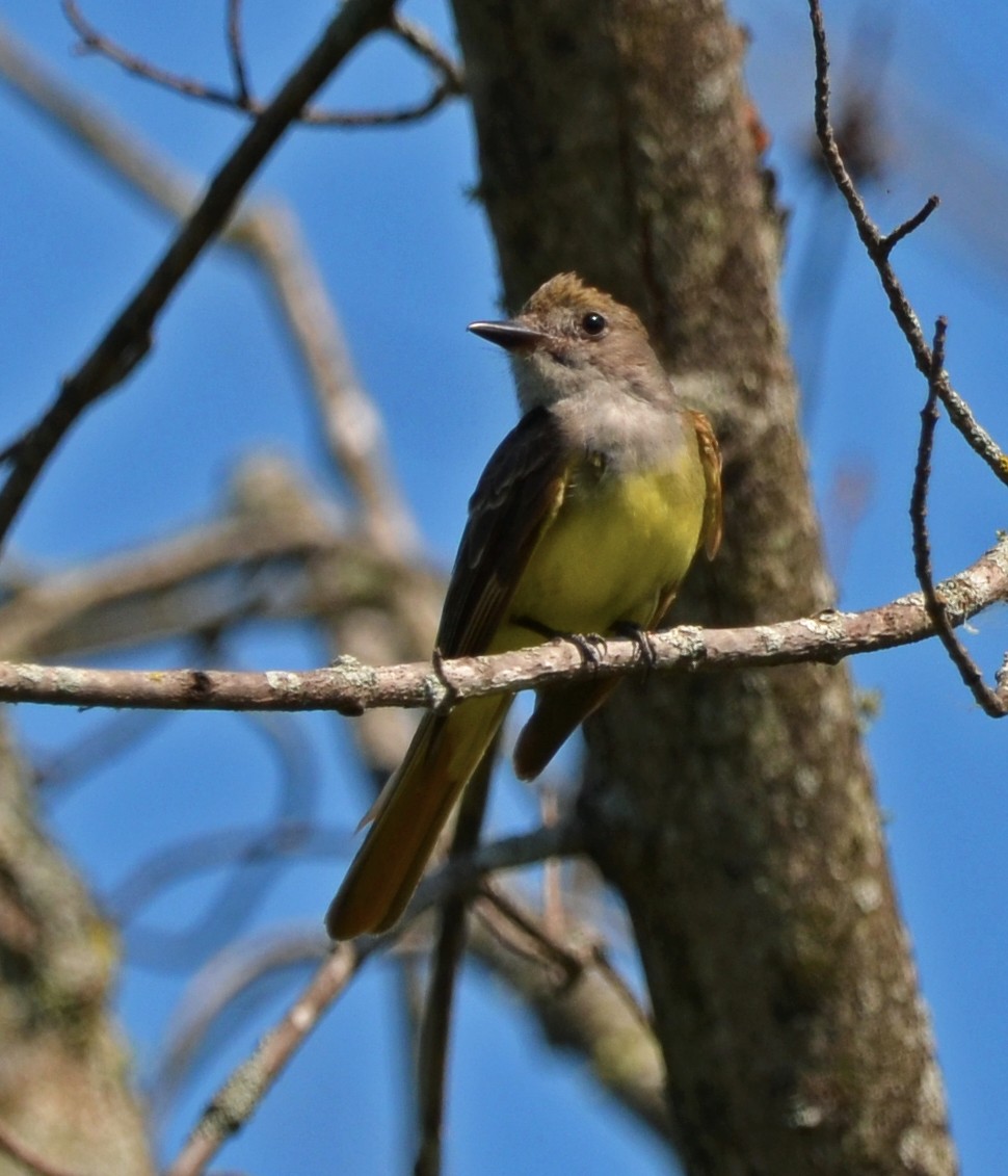 Great Crested Flycatcher - ML469333871